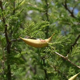 Vachellia luederitzii (Acacia luederitzi) - False Umbrella Thorn, Kalahari Acacia; Baster-haak-en-steek - 5 Seed Pack - Image 2
