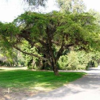 Vachellia sieberiana var. woodii (Acacia sieberiana var. woodii) - Paperbark Thorn - 5 Seed Pack