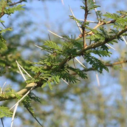 Vachellia xanthophloea (Acacia xanthophloea) - Fever Tree; Koorsboom - 10 Seed Pack - Image 8