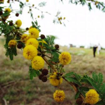 Vachellia xanthophloea (Acacia xanthophloea) - Fever Tree; Koorsboom - 10 Seed Pack - Image 9