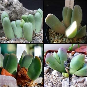 Vanheerdia Species Mixed - 5 Seed Pack