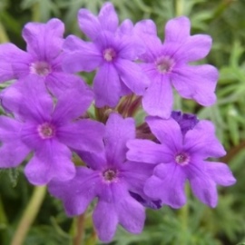 Verbena tenuisecta - Moss Verbena Seeds - 10 Seed Pack - Image 2