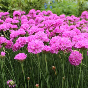 Verbena tenuisecta - Moss Verbena Seeds - 10 Seed Pack - Image 3