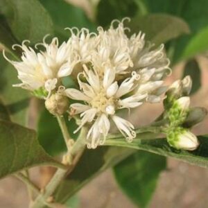 Vernonia colorata - Lowveld Tree Vernonia - 5 Seed Pack