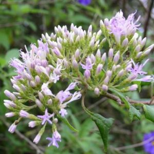 Vernonia mespilifolia - lue Bitter-tea, Eared Bitter-tea, Blue vernonia, Eared vernonia, Wild Lilac; Bloubittertee, Bosbloutee - 5 Seed Pack