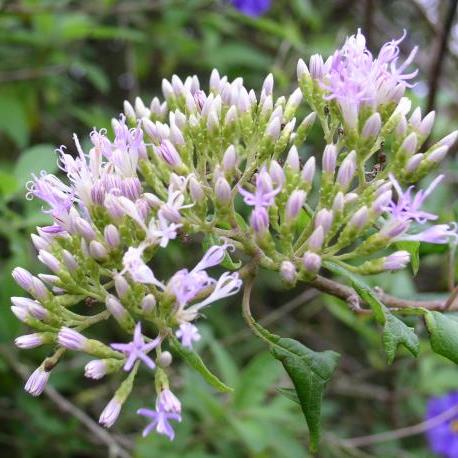 Vernonia mespilifolia - lue Bitter-tea, Eared Bitter-tea, Blue vernonia, Eared vernonia, Wild Lilac; Bloubittertee, Bosbloutee - 5 Seed Pack