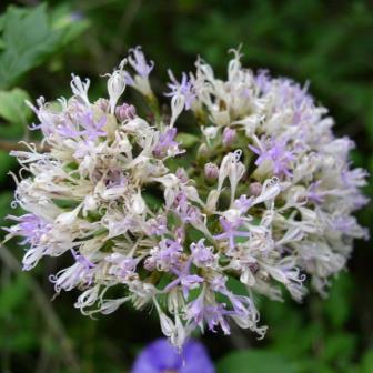Vernonia mespilifolia - lue Bitter-tea, Eared Bitter-tea, Blue vernonia, Eared vernonia, Wild Lilac; Bloubittertee, Bosbloutee - 5 Seed Pack - Image 2
