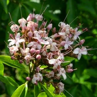 Volkameria glabra (Clerodendrum glabrum) - Tinderwood; Tontelhout - 10 Seed Pack