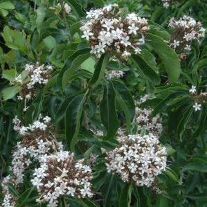 Volkameria glabra (Clerodendrum glabrum) - Tinderwood; Tontelhout - 10 Seed Pack - Image 2