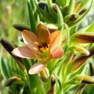 Wachendorfia multiflora - Kleinrooikanol - 5 Seed Pack