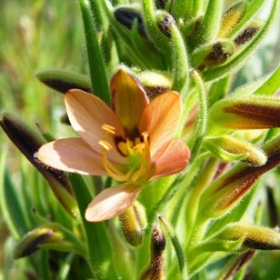 Wachendorfia multiflora - Kleinrooikanol - 5 Seed Pack