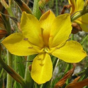 Wachendorfia paniculata - Koffiepit, Rooikanol, Spinnekopblom; Butterfly Lily - 5 Seed Pack