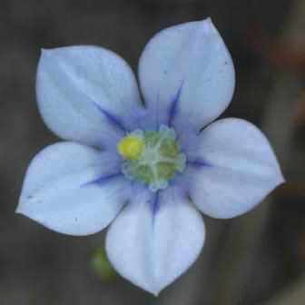 Wahlenbergia androsacea - Hare-bell - 5 Seed Pack