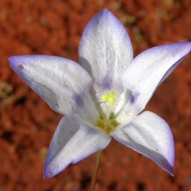 Wahlenbergia androsacea - Hare-bell - 5 Seed Pack - Image 2