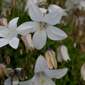 Wahlenbergia rivularis - 5 Seed Pack