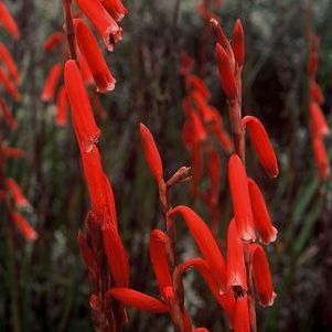 Watsonia aletroides - Kanolpypie - 5 Seed Pack