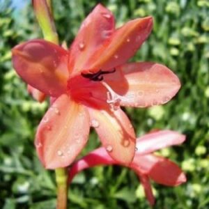 Watsonia aphrodite - 5 Seed Pack
