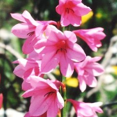 Watsonia borbonica - 5 Seed Pack