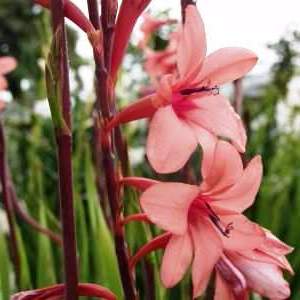 Watsonia borbonica - 5 Seed Pack - Image 2