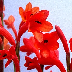 Watsonia coccinea - 5 Seed Pack