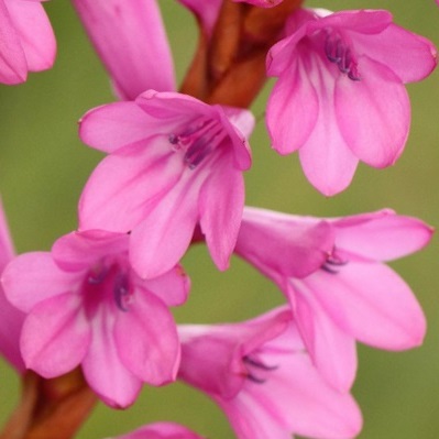 Watsonia confusa - 5 Seed Pack