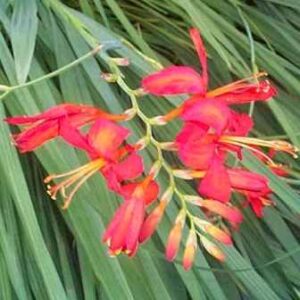 Watsonia densiflora - 5 Seed Pack