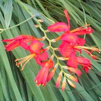 Watsonia densiflora - 5 Seed Pack