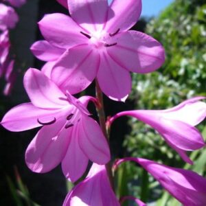 Watsonia emiliae - 5 Seed Pack