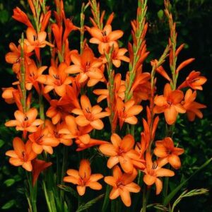 Watsonia fergusoniae - 5 Seed Pack