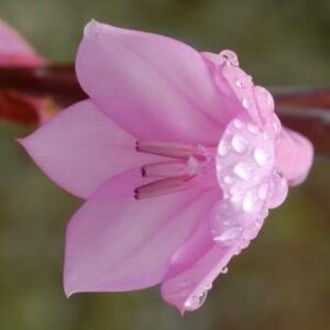Watsonia fourcadei - Suurkanol - 5 Seed Pack