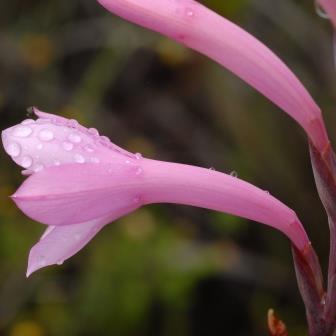 Watsonia fourcadei - Suurkanol - 5 Seed Pack - Image 2