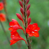 Watsonia galpinii - 5 Seed Pack