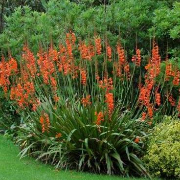 Watsonia galpinii - 5 Seed Pack - Image 2