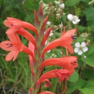 Watsonia gladioloides - 5 Seed Pack