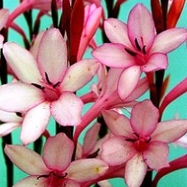 Watsonia humilis - Rooipypie, Waspypie - 5 Seed Pack
