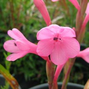 Watsonia knysnana - 5 Seed Pack