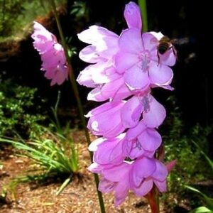 Watsonia laccata Dark Purple - 5 Seed Pack