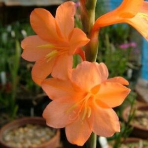 Watsonia laccata - 5 Seed Pack