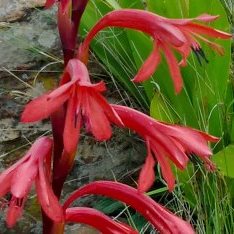 Watsonia latifolia - 5 Seed Pack