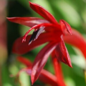 Watsonia longifolia - 5 Seed Pack