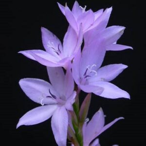 Watsonia marginata - 5 Seed Pack