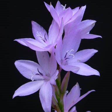 Watsonia marginata - 5 Seed Pack