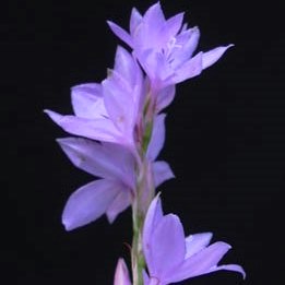 Watsonia marginata - 5 Seed Pack - Image 3
