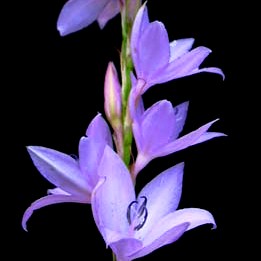Watsonia marginata - 5 Seed Pack - Image 2