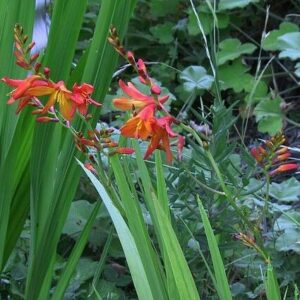 Watsonia meriana - Kanolpypie, Lakpypie, Suurkanol, Suurkanolpypie - 5 Seed Pack