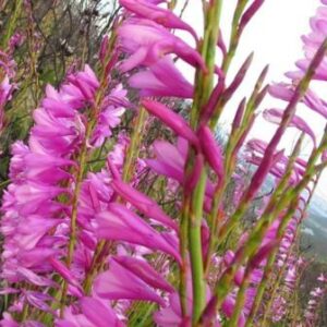 Watsonia paucifolia - 5 Seed Pack