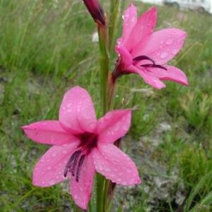 Watsonia rogersii (Watsonia middlemostii) - 5 Seed Pack