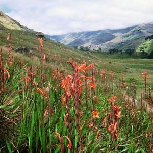 Watsonia socium - Orange Watsonia, Knolpypie, Lakpypie, Suurknol - 5 Seed Pack