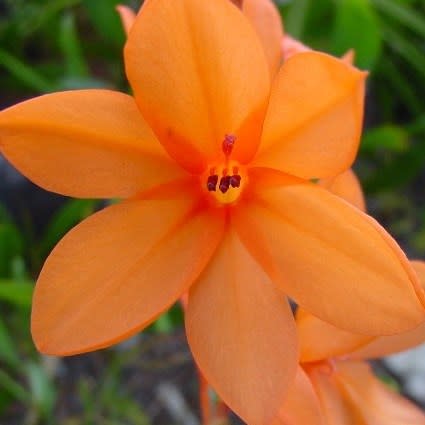 Watsonia stenosiphon - 5 Seed Pack