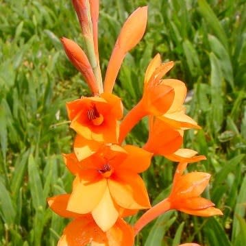 Watsonia stenosiphon - 5 Seed Pack - Image 2